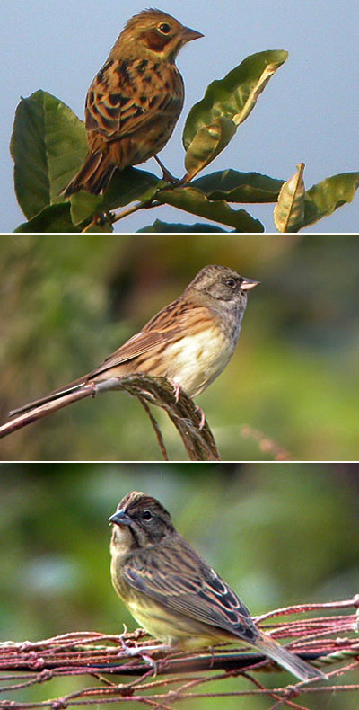 Chestnut-eared Bunting