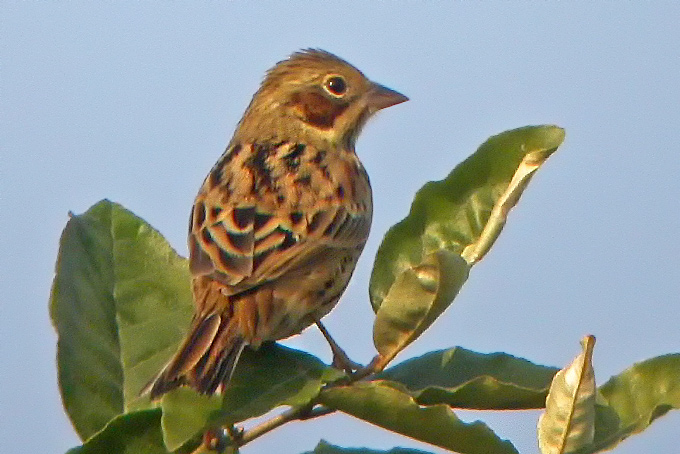Bunting