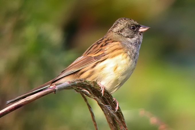 Bunting