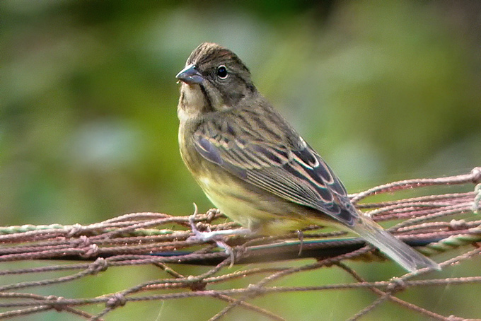 Bunting