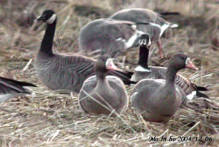 Cackling Goose
