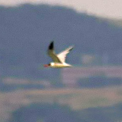 Caspian Tern
