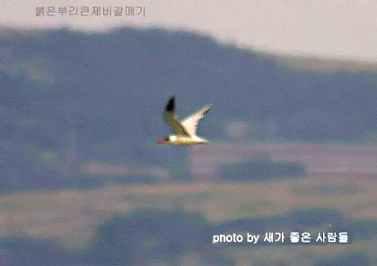 Caspian Tern