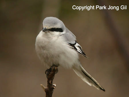 Chinese Grey Shrike