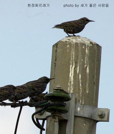 Common Starling