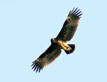Greater Spotted Eagle