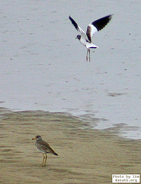 Grey-headed Lapwing
