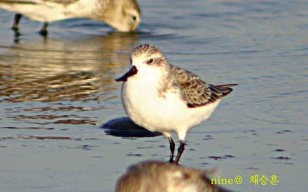 Spoon-billed Sandpiper