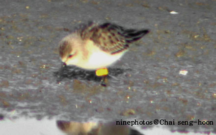 Spoon-billed Sandpiper