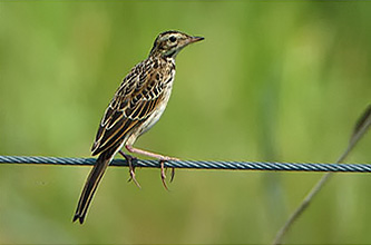 Richard's Pipit