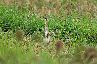 Richard's Pipit