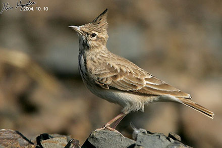 Crested Lark