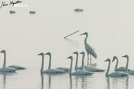 Siberian White Crane & Whooper Swan