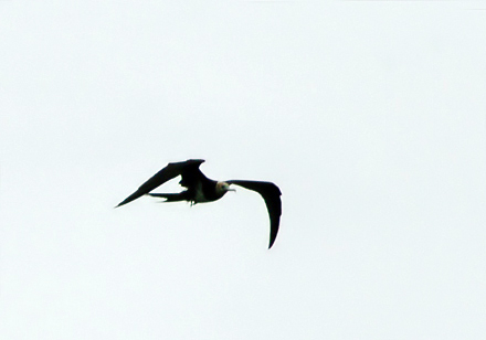 Lesser Frigatebird