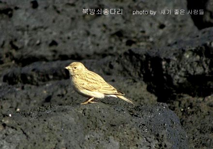Asian Short-toed Lark