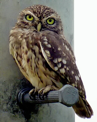 Little Owl