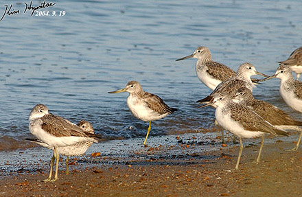 Nordmann's Greenshank