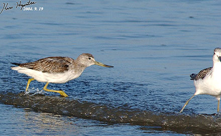 Nordmann's Greenshank