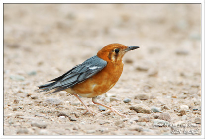 Orange-headed Thrush