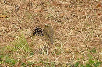 Olive-backed Pipit