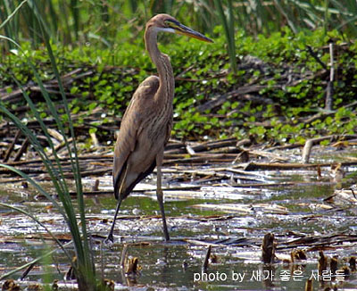 Purple Heron