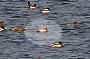Red-crested Pochard