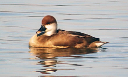 Red-crested Pochard