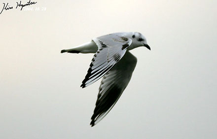 Saunders' Gull