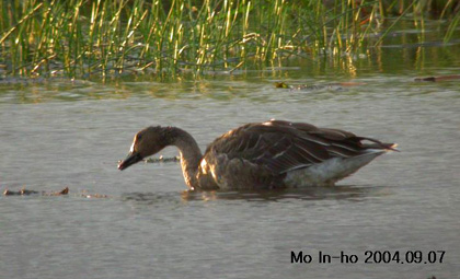 Taiga Bean Goose
