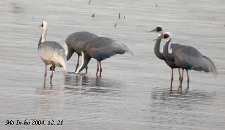 White-naped Cranes