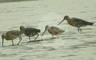 Asiatic Dowitcher