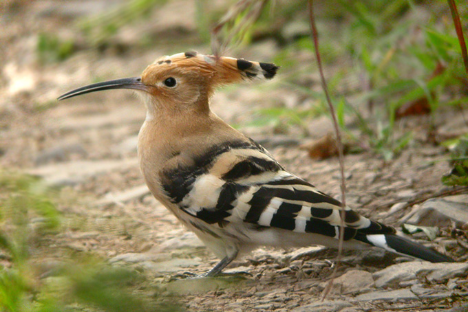 Hoopoe