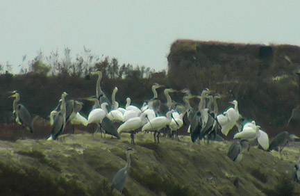 Black-faced Spoonbill