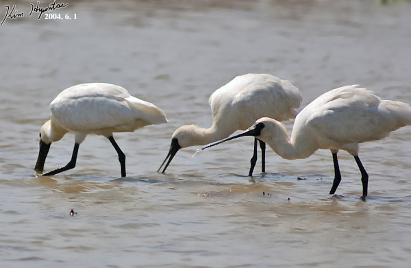 Black-faced Spoonbill