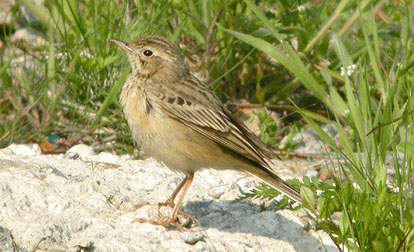 Blyth's Pipit