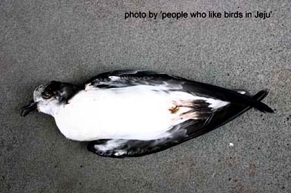 Bonin Petrel