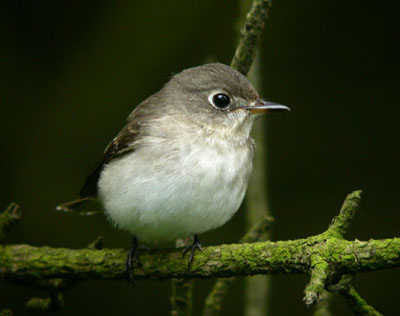 Brown Flycatcher