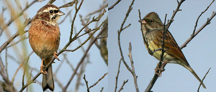 Meadow Bunting & Black-faced Bunting