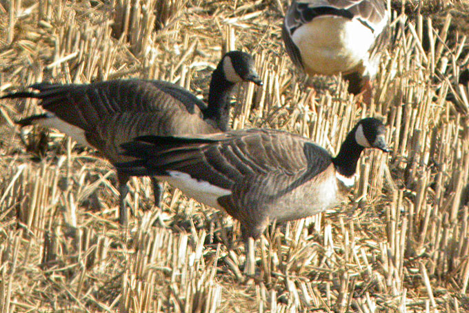 Cackling Goose