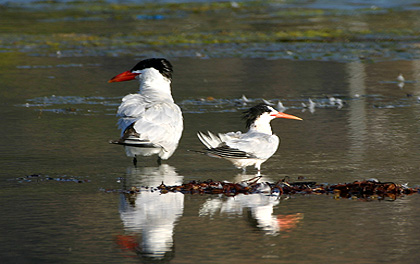 Caspian Tern