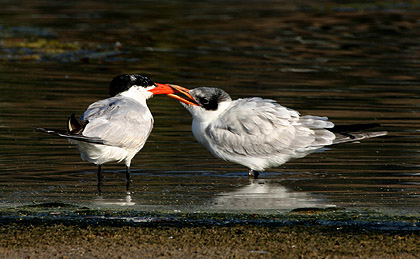 Caspian Tern