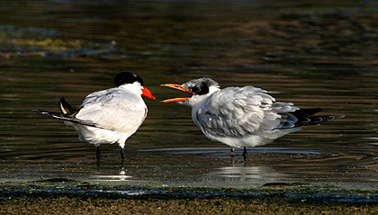 Caspian Tern