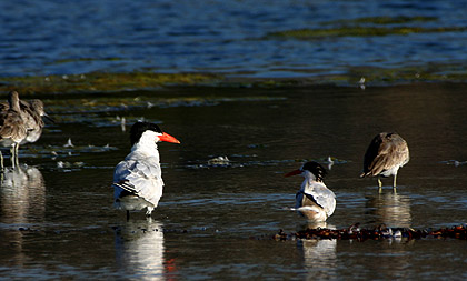 Caspian Tern