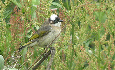 Light-vented Bulbul