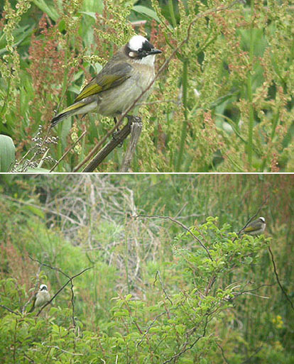 Light-vented Bulbul