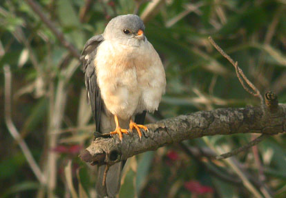 Chinese Sparrowhawk
