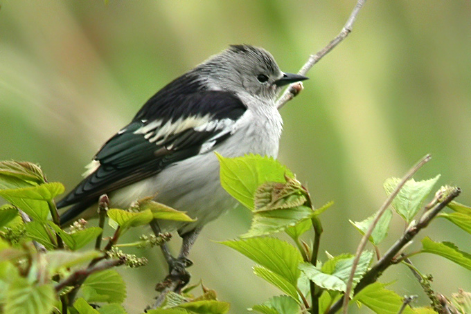 Daurian Starling