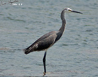 Little Egret