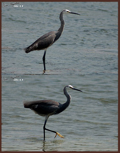 Little Egret