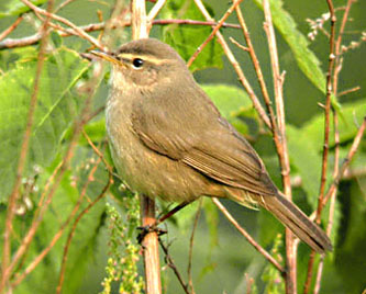 Dusky Warbler